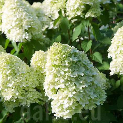 Hydrangea paniculata 