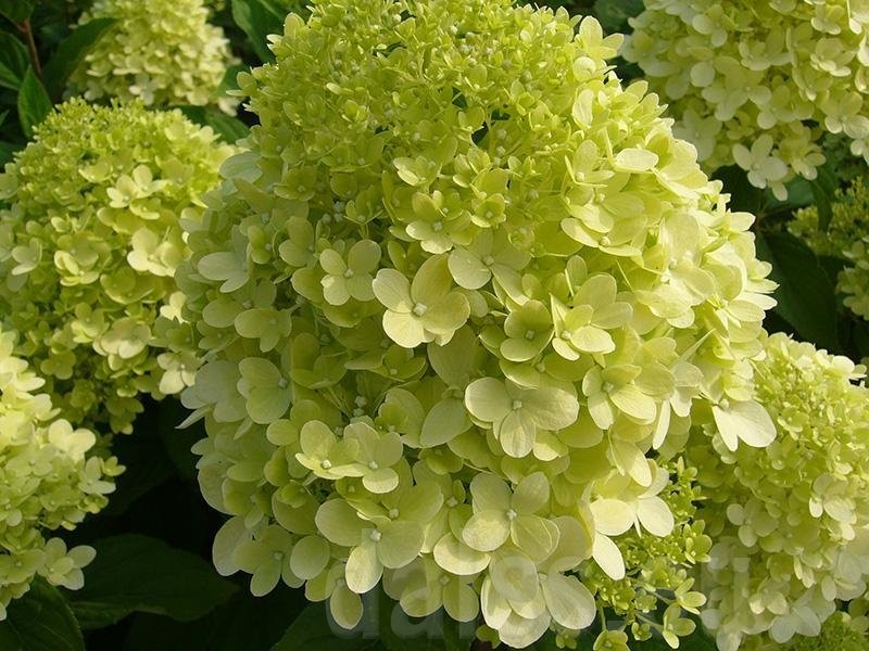 Hydrangea paniculata 