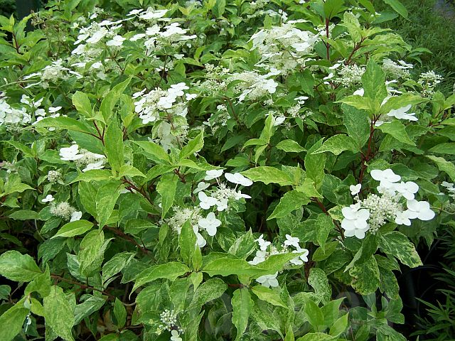 Image of Hydrangea paniculata Shikoku Flash