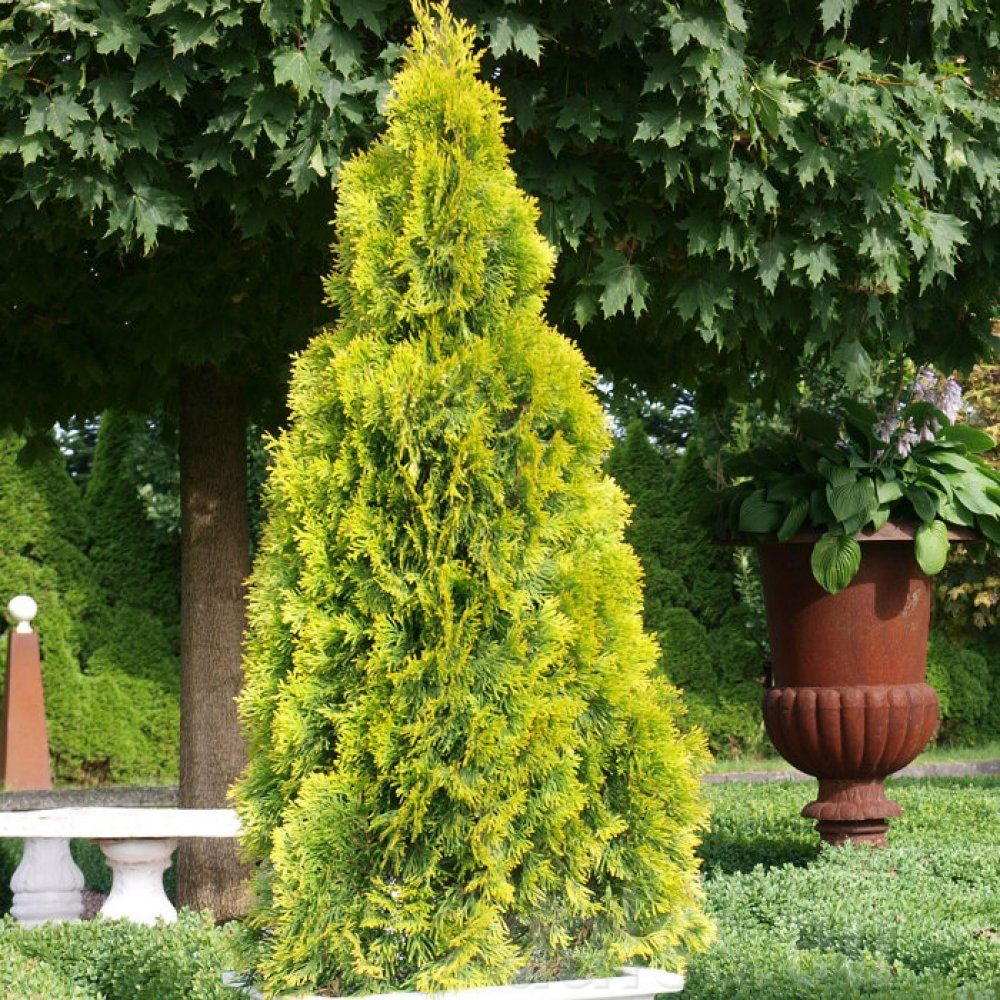 Thuja "Golden Smaragd" 80-100 cm - Thuja "Golden Smaragd" 80-100 cm