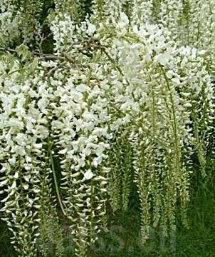 Wisteria frutescens "Nivea" 60-80 cm - Wisteria frutescens "Nivea" 60-80 cm