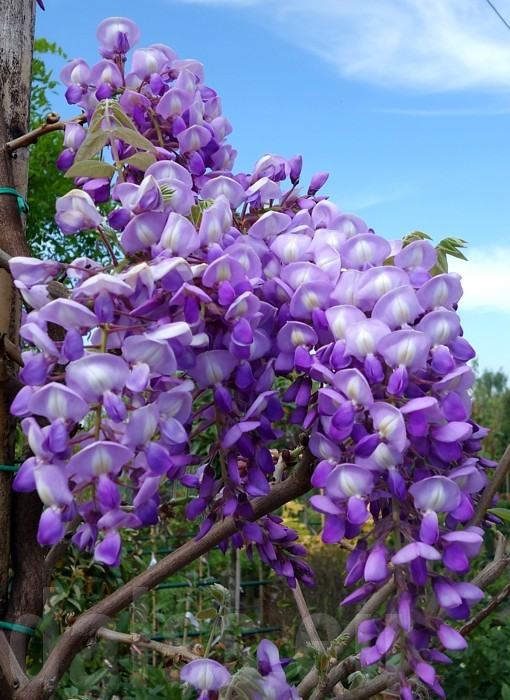 Japanese wisteria "Yokohama Fuji" 350-400 cm - Japanese wisteria "Yokohama  Fuji" 350-400 cm